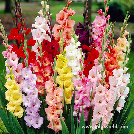 Gladiolus Bulbs: Wholesale Prices for the Best Selection
