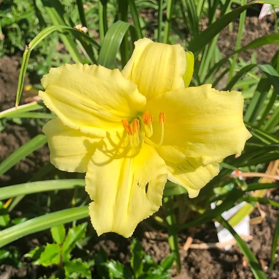 Stella Supreme Daylily: The Ultimate Guide to Growing and Enjoying This Beautiful Flower